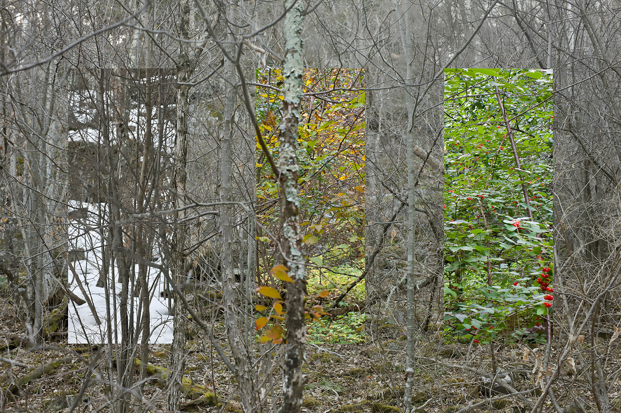 "Time composite" looking through thicket in the woods.