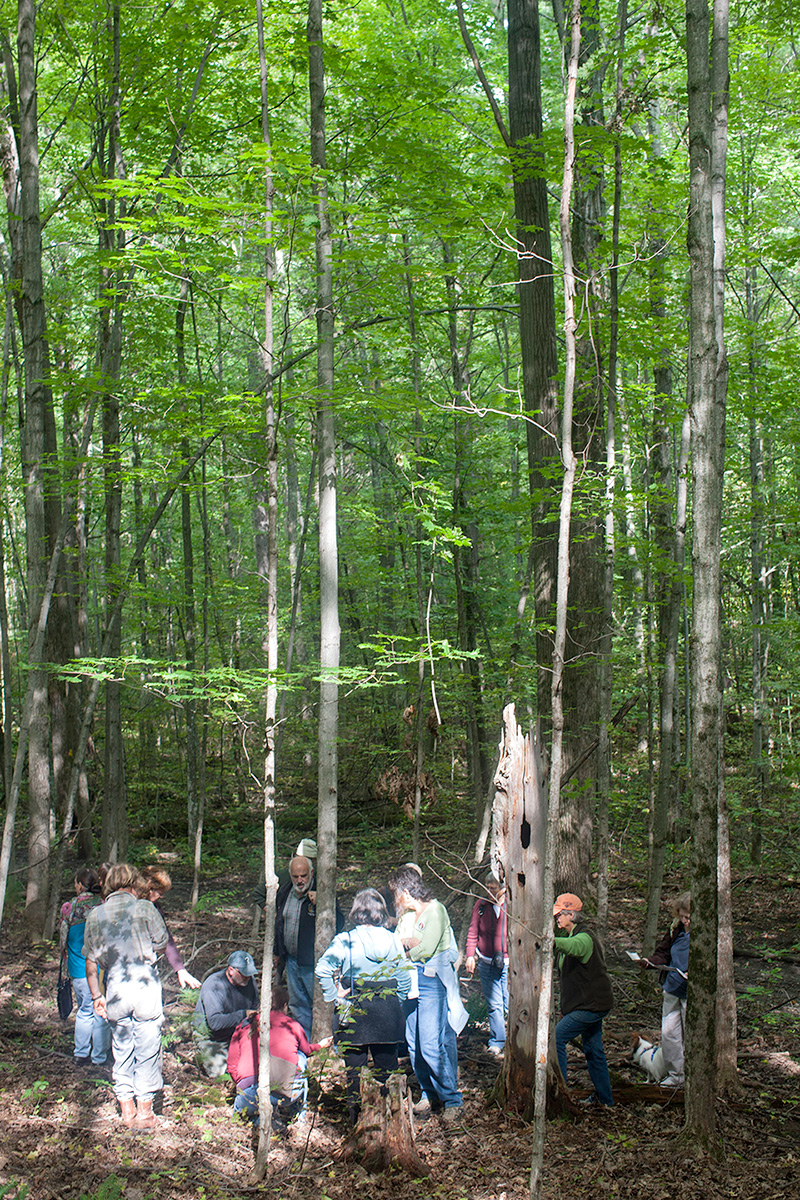 People hunting for mushrooms in the woods.