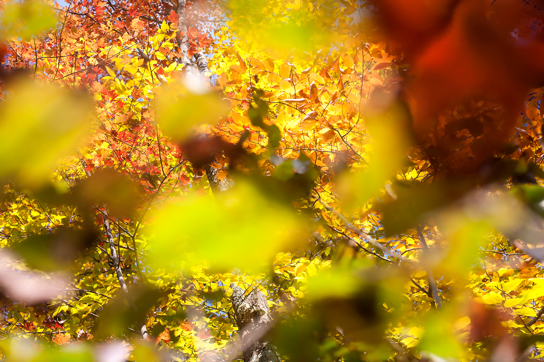 Abstract image looking through the woods on a fall day.