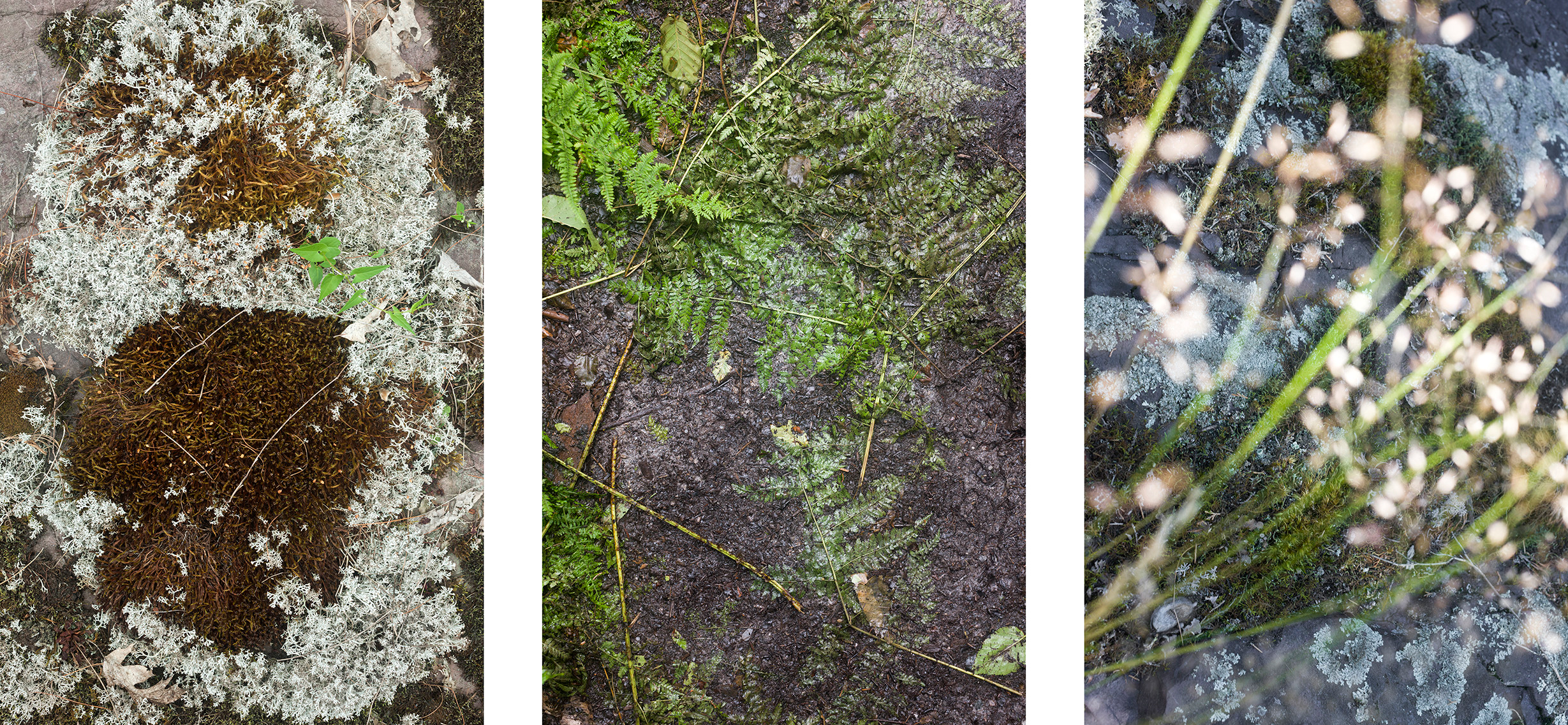 Triptych looking down on the forest floor.